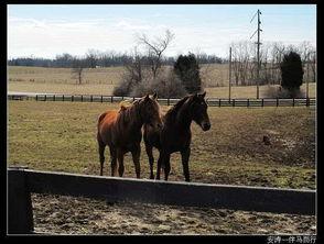在线视频马匹窝,揭秘马匹生活与养护的温馨家园  第3张