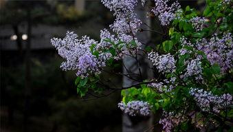 丁香阁在线视频观看,探索医学领域的精彩瞬间