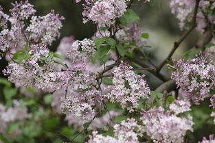 丁香阁在线视频观看,探索医学领域的精彩瞬间