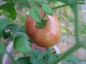 番茄黄瓜社区在线视频,探索在线视频的绿色田园生活