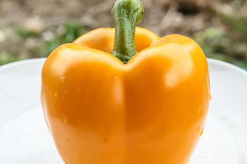 番茄黄瓜社区在线视频,探索在线视频的绿色田园生活