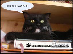 霸主猫咪在线视频,揭秘喵星人的王者风范