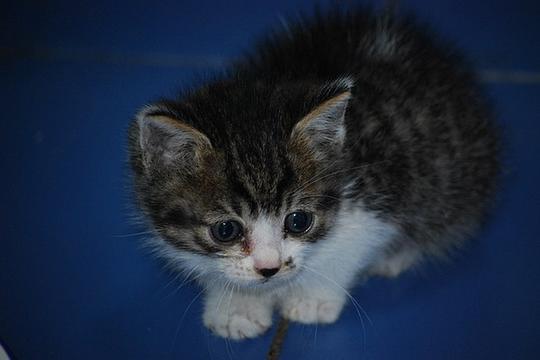 霸主猫咪在线视频,揭秘喵星人的王者风范