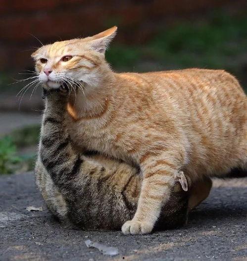 微博橘猫在线视频制作