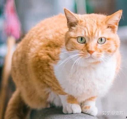 微博橘猫在线视频制作